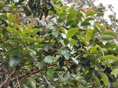 Aphloia theiformis