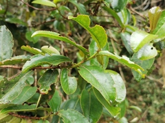 Aphloia theiformis