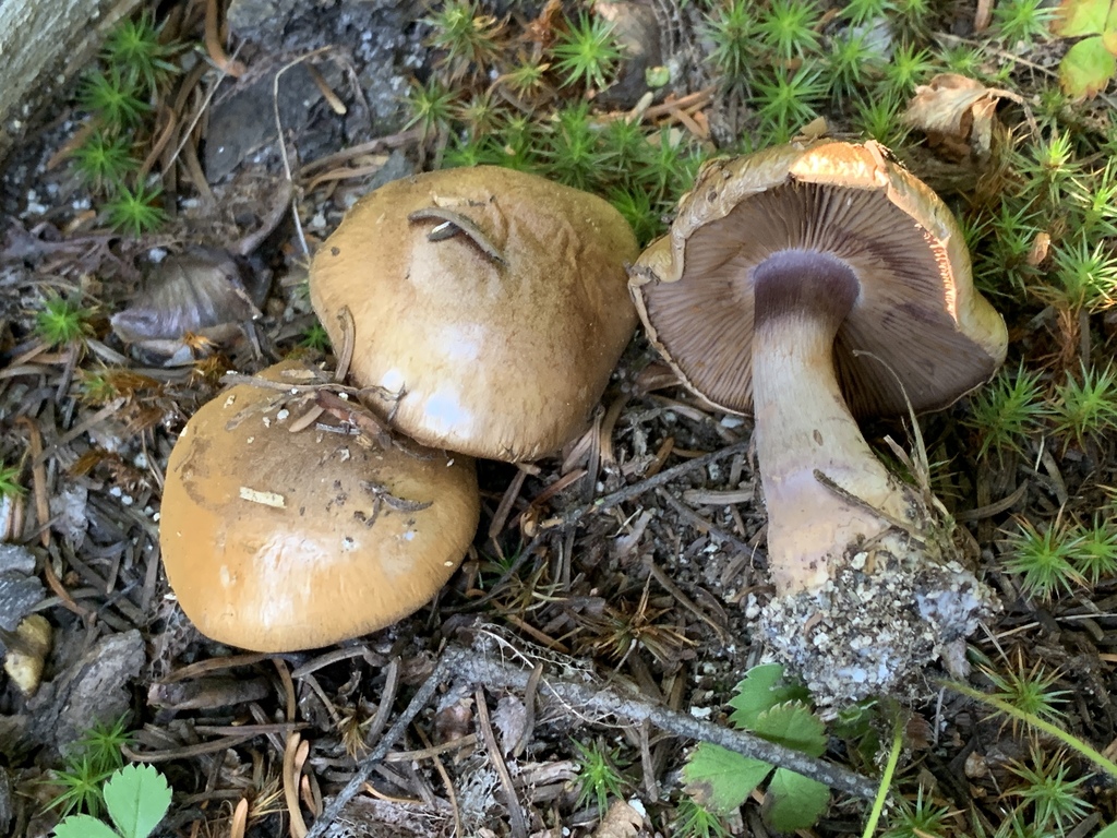 Thaxterogaster sect. Riederorum