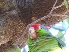 Amazona viridigenalis