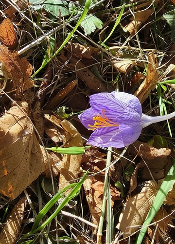 Bieberstein's crocus