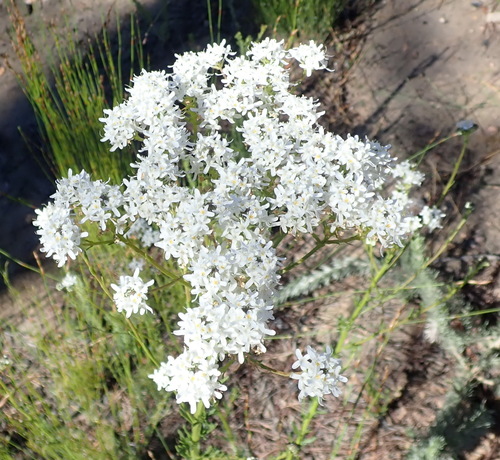 Image of Outeniqua Puffbush by (c) Nicola van Berkel, some rights reserved (CC BY-SA)