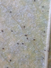 Phyllactinia fraxini