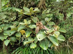 Dombeya ficulnea
