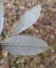 Phyllactinia fraxini