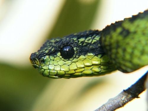 The Great Lakes bush viper (Atheris nitschei) is spectacular snake