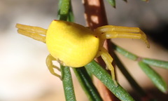 Thomisus kalaharinus