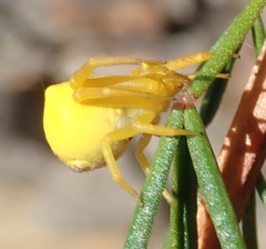 Thomisus kalaharinus