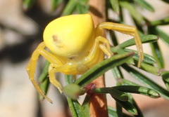 Thomisus kalaharinus