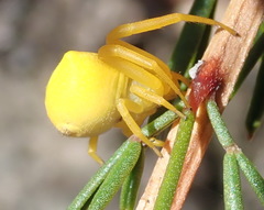 Thomisus kalaharinus