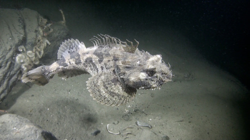 Bigmouth sculpin (Hemitripterus bolini) — Hemitripteridae — 3