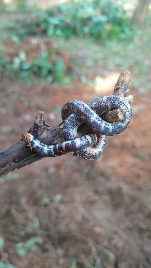 Siruvani Hills Shieldtail