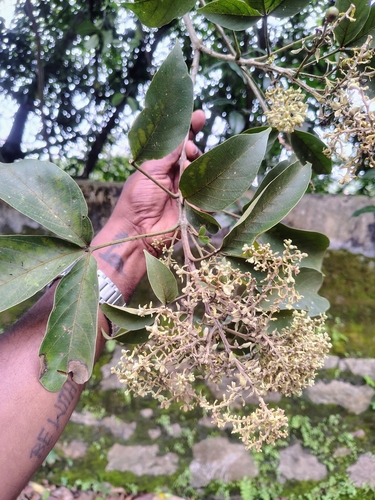 Vitex pinnata (Vitex pinnata)