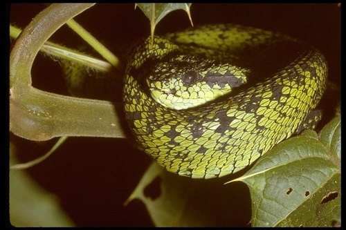 Great Lakes Bush Viper
