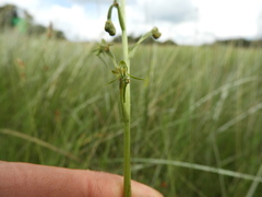 Habenaria cataphysema
