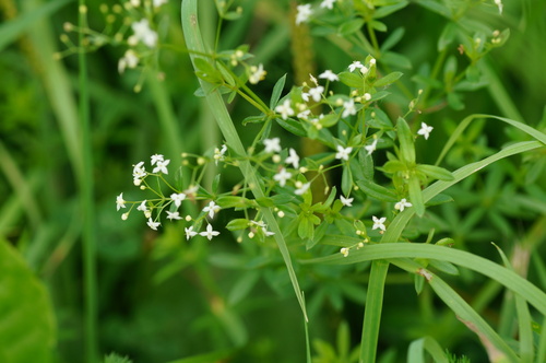 Paprastasis lipikas nuotrauka