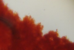 Gymnopilus sapineus image