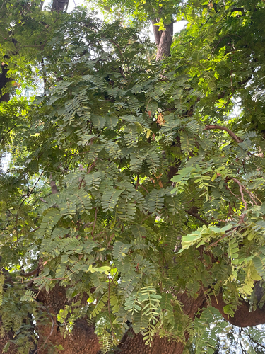Tamarind