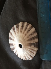Diodora