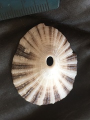 Diodora