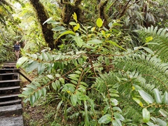 Phyllanthus phillyreifolius