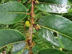 Phyllanthus phillyreifolius