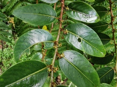 Phyllanthus phillyreifolius