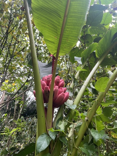 Musa velutina observed 2025-09-15