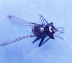 Sepsis fulgens