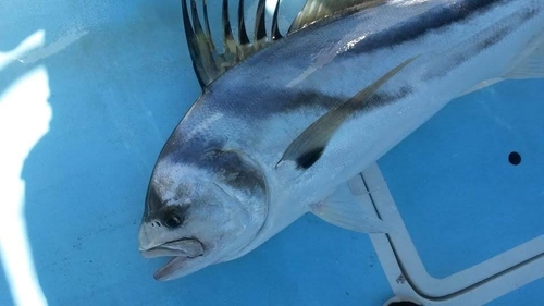 Jack (Nematistius pectoralis) — Nematistiidae — 5