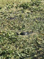 Trachemys scripta scripta