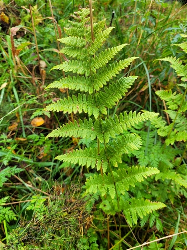 spinulose wood fern