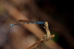 Argia adamsi