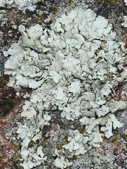 Flavoparmelia soredians