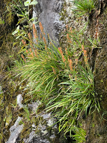 bog asphodel