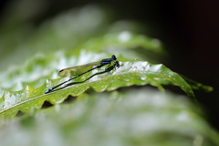 Argia adamsi