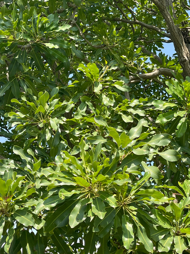 Shea Tree