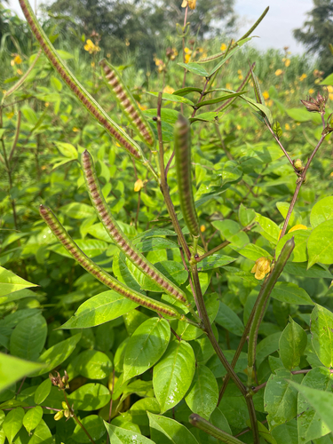 Coffee Senna