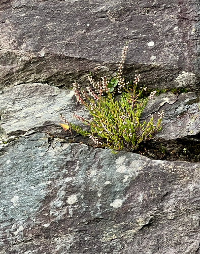 common heather