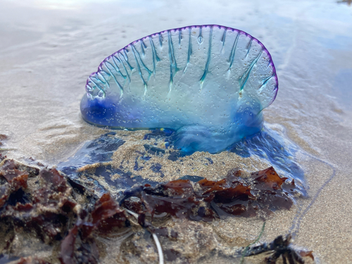 Portuguese man-of-war