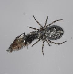 Aculepeira carbonarioides