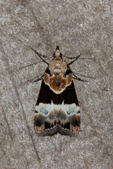 Eudonia aspidota