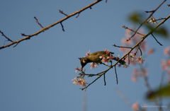 Pycnonotus leucogenys