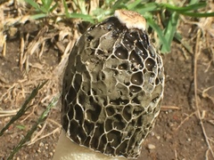 Phallus hadriani