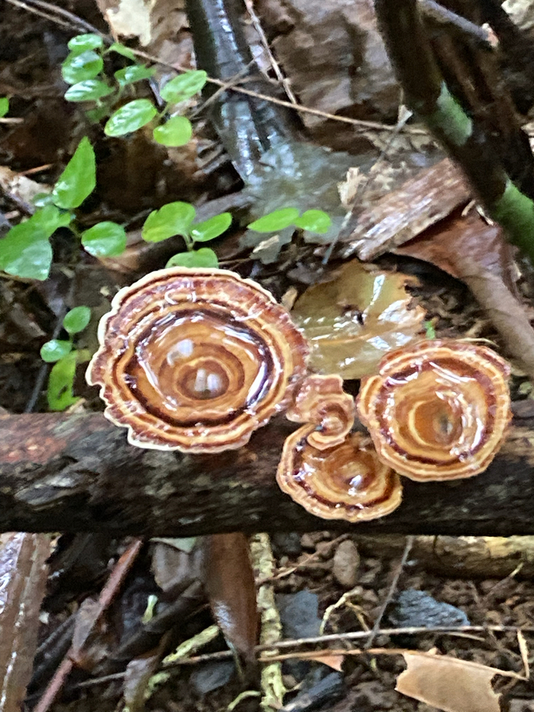 Microporus xanthopus · September 2025 · photo: © victor_phillips (iNaturalist, cc-by-sa)