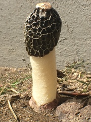 Phallus hadriani