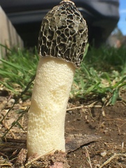 Phallus hadriani