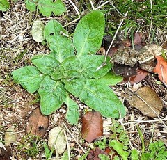 Echium plantagineum