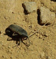 Scyphophorus