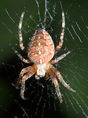 Araneus diadematus